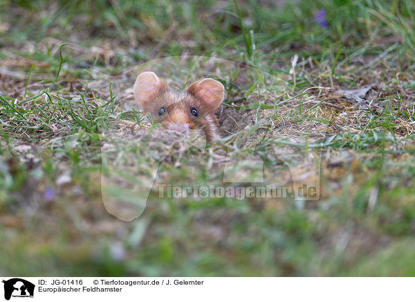 Europischer Feldhamster / Eurasian hamster / JG-01416
