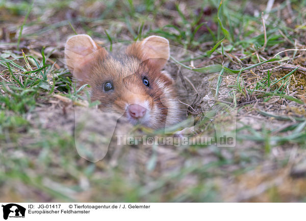 Europischer Feldhamster / Eurasian hamster / JG-01417