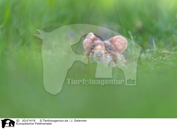 Europischer Feldhamster / Eurasian hamster / JG-01418