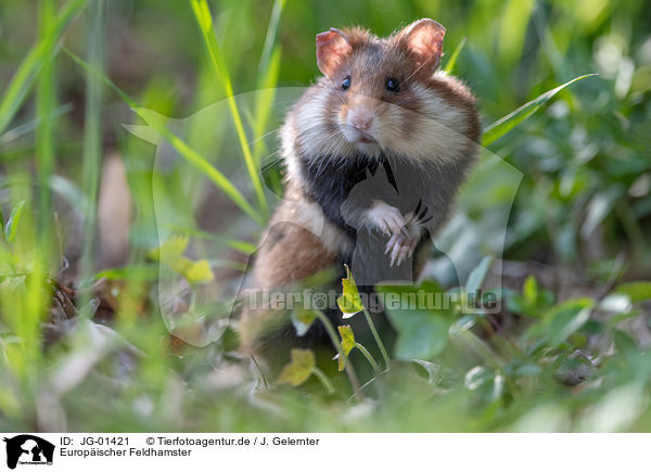 Europischer Feldhamster / Eurasian hamster / JG-01421