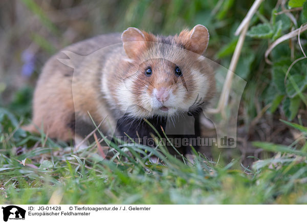 Europischer Feldhamster / Eurasian hamster / JG-01428