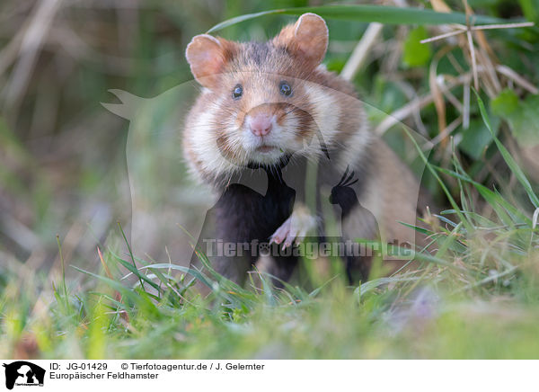 Europischer Feldhamster / Eurasian hamster / JG-01429