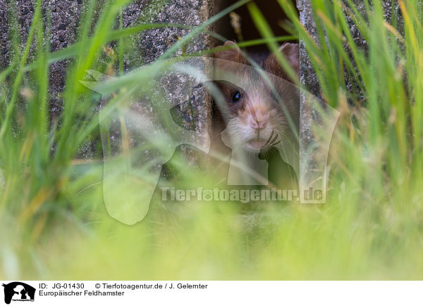 Europischer Feldhamster / Eurasian hamster / JG-01430