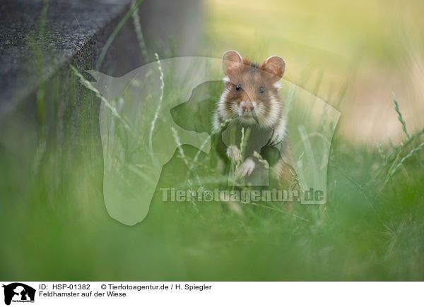 Feldhamster auf der Wiese / black-bellied hamster on meadow / HSP-01382