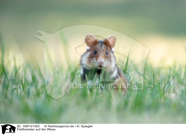 Feldhamster auf der Wiese / black-bellied hamster on meadow / HSP-01383