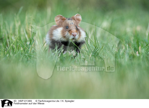 Feldhamster auf der Wiese / black-bellied hamster on meadow / HSP-01389