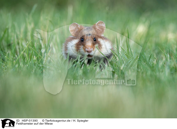 Feldhamster auf der Wiese / black-bellied hamster on meadow / HSP-01390