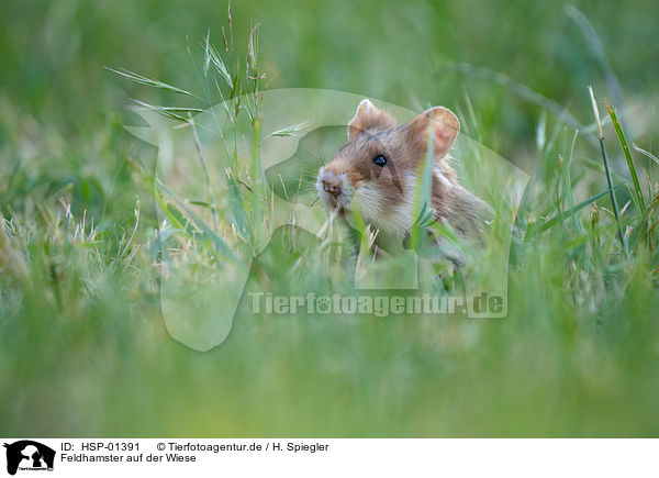 Feldhamster auf der Wiese / black-bellied hamster on meadow / HSP-01391