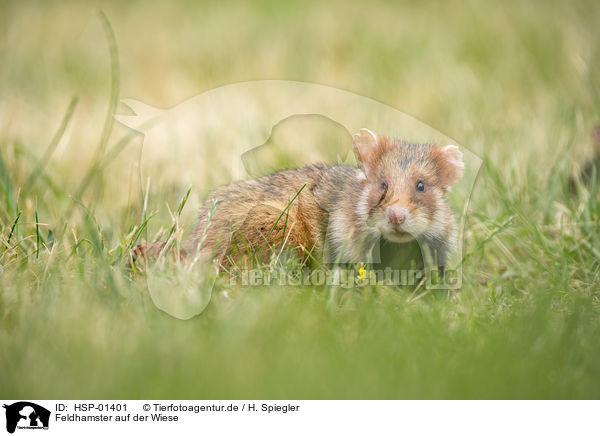 Feldhamster auf der Wiese / black-bellied hamster on meadow / HSP-01401