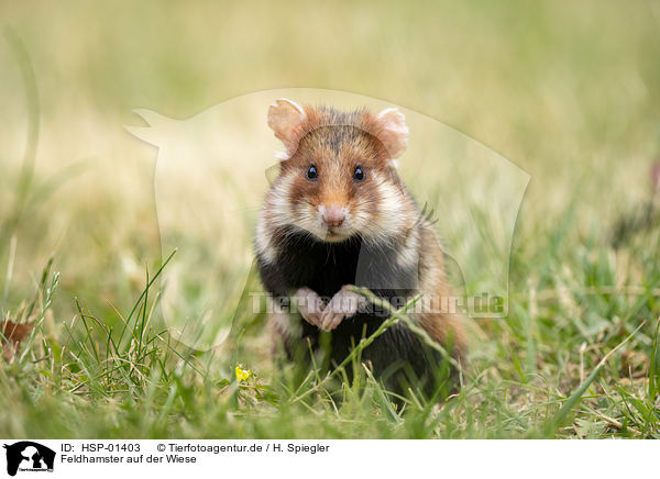 Feldhamster auf der Wiese / black-bellied hamster on meadow / HSP-01403