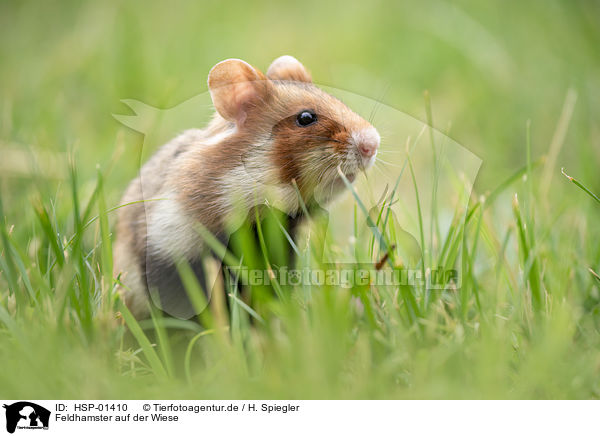 Feldhamster auf der Wiese / black-bellied hamster on meadow / HSP-01410
