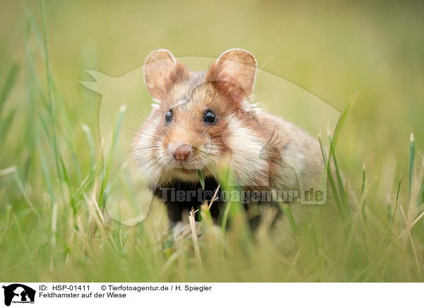 Feldhamster auf der Wiese / black-bellied hamster on meadow / HSP-01411