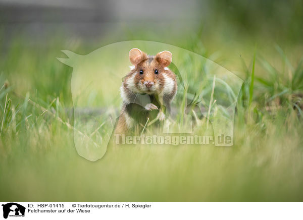 Feldhamster auf der Wiese / black-bellied hamster on meadow / HSP-01415