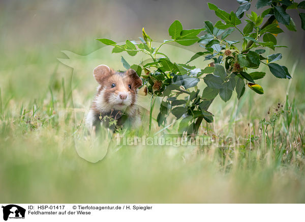 Feldhamster auf der Wiese / black-bellied hamster on meadow / HSP-01417