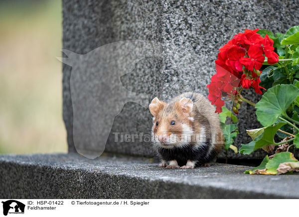 Feldhamster / HSP-01422