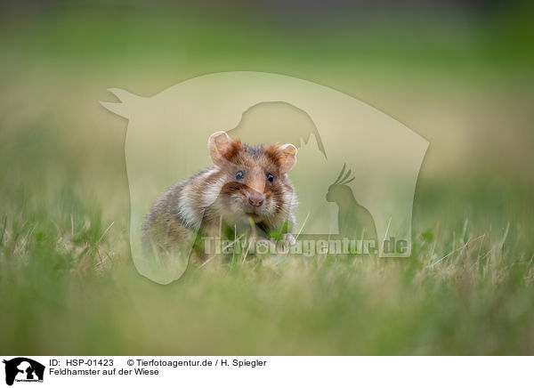 Feldhamster auf der Wiese / black-bellied hamster on meadow / HSP-01423