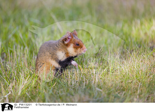 Feldhamster / Eurasian hamster / PW-13201