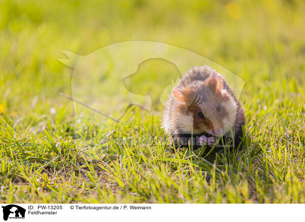 Feldhamster / Eurasian hamster / PW-13205
