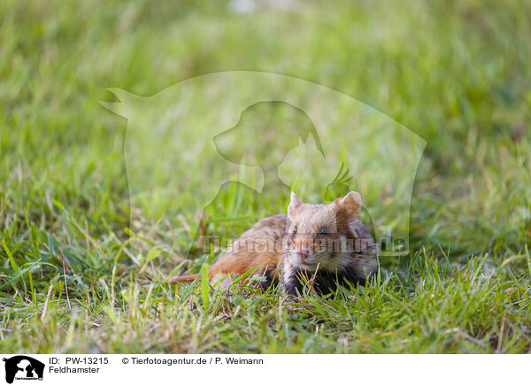 Feldhamster / Eurasian hamster / PW-13215