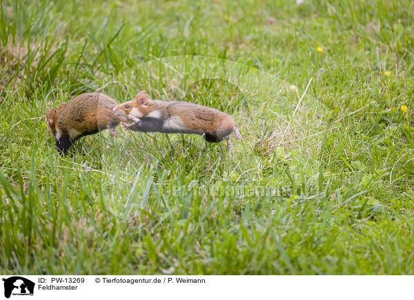 Feldhamster / Eurasian hamster / PW-13269