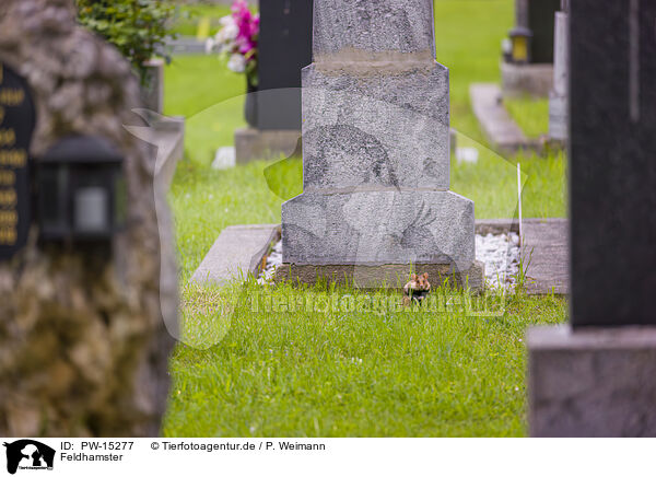 Feldhamster / PW-15277