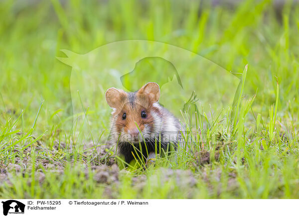 Feldhamster / black-bellied hamster / PW-15295