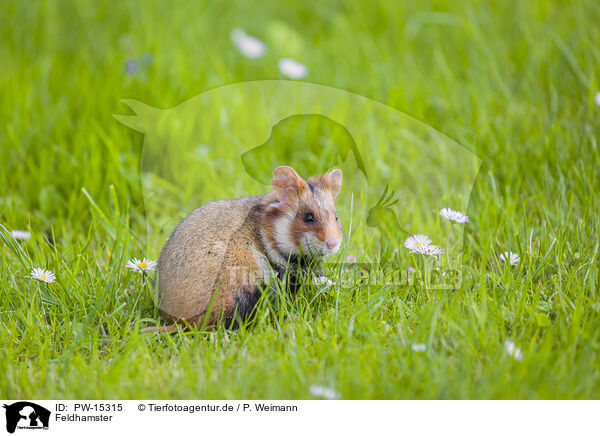 Feldhamster / black-bellied hamster / PW-15315