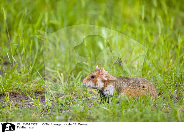 Feldhamster / PW-15327
