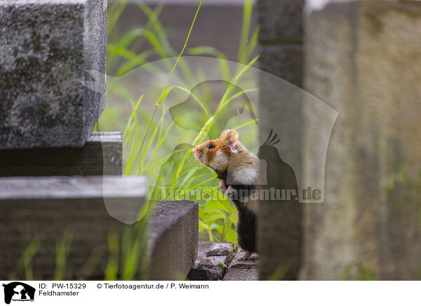 Feldhamster / black-bellied hamster / PW-15329