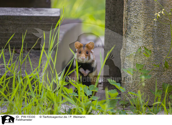 Feldhamster / black-bellied hamster / PW-15330