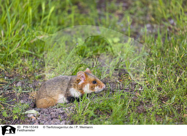 Feldhamster / PW-15349
