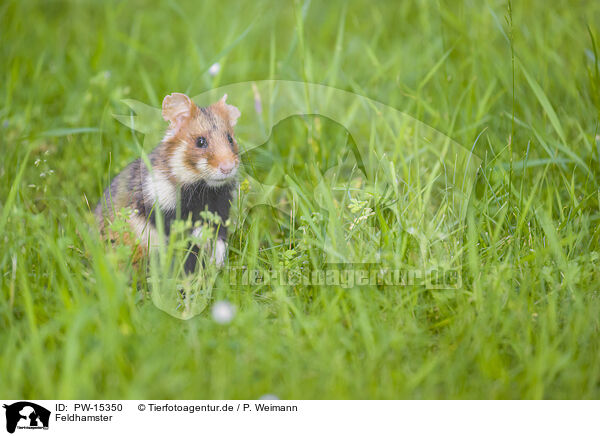 Feldhamster / black-bellied hamster / PW-15350