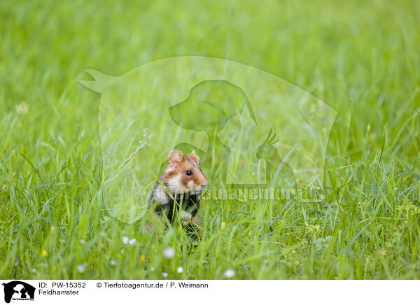 Feldhamster / black-bellied hamster / PW-15352