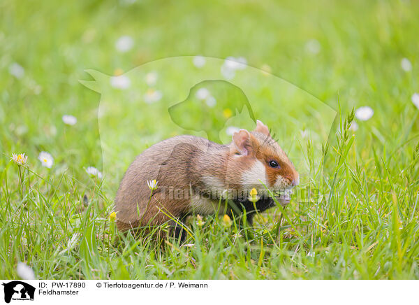 Feldhamster / Eurasian hamster / PW-17890
