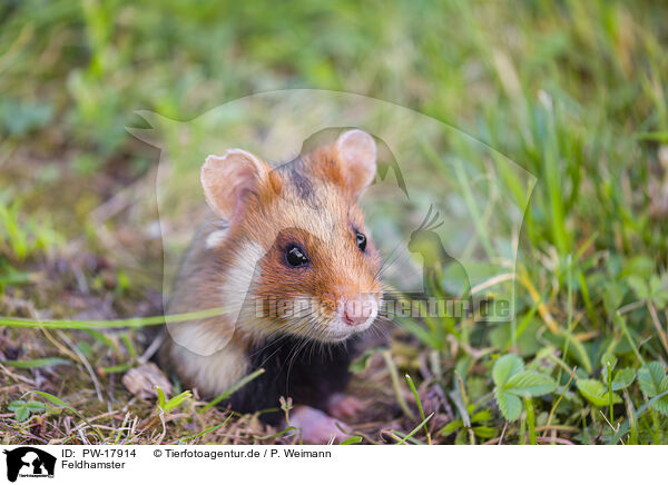 Feldhamster / Eurasian hamster / PW-17914