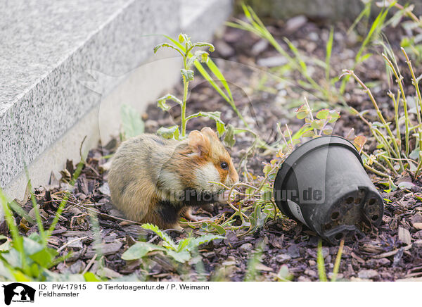 Feldhamster / Eurasian hamster / PW-17915