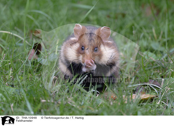 Feldhamster / Eurasian hamster / THA-10948