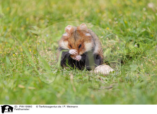 Feldhamster / black-bellied hamster / PW-19980