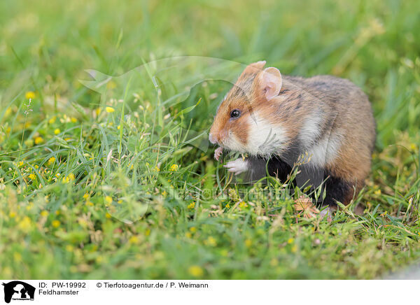 Feldhamster / black-bellied hamster / PW-19992