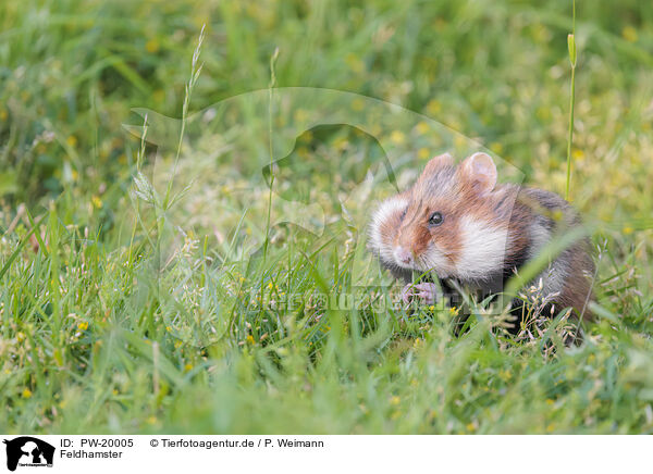 Feldhamster / black-bellied hamster / PW-20005