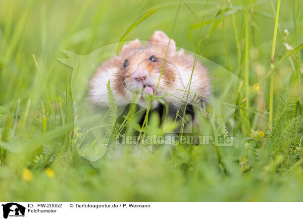 Feldhamster / black-bellied hamster / PW-20052
