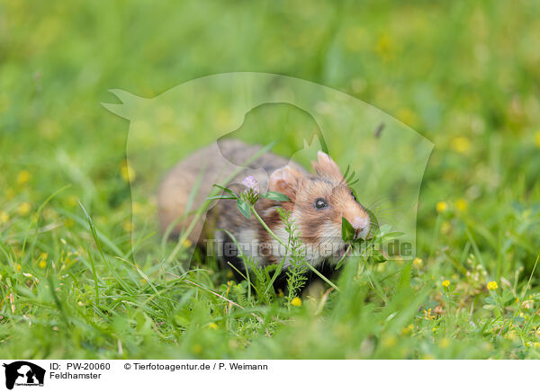 Feldhamster / PW-20060