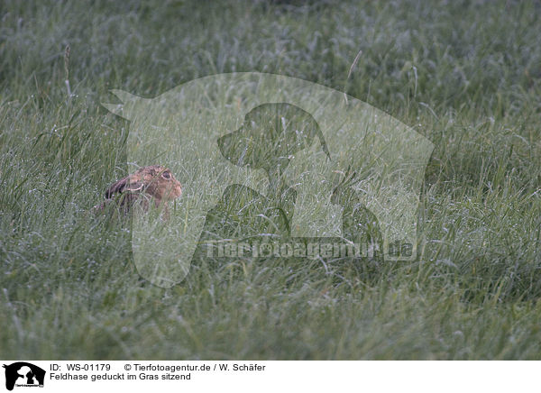 Feldhase geduckt im Gras sitzend / WS-01179