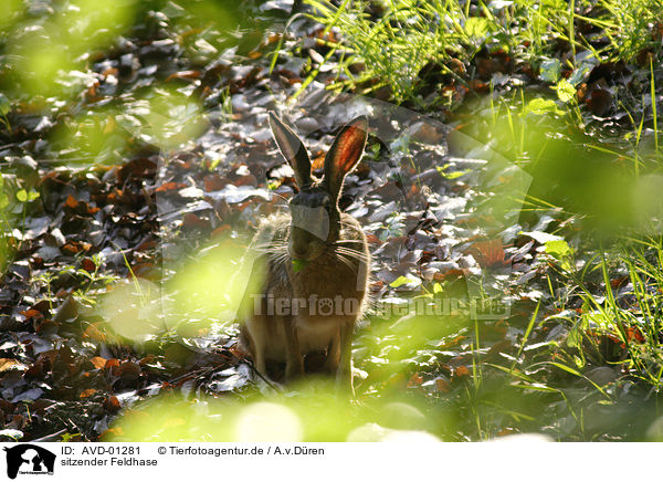 sitzender Feldhase / AVD-01281