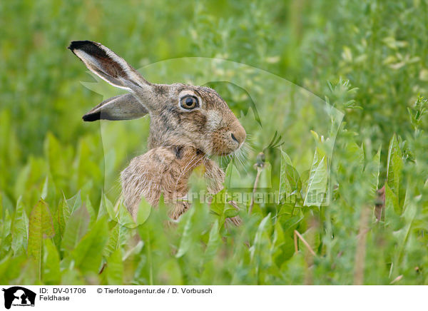 Feldhase / hare rabbit / DV-01706