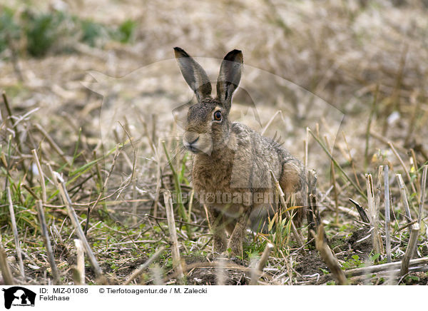Feldhase / hare rabbit / MIZ-01086