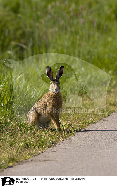 Feldhase / hare rabbit / MIZ-01108