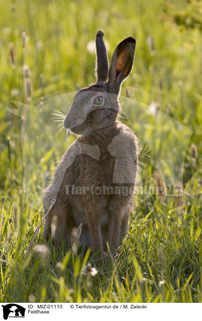 Feldhase / hare rabbit / MIZ-01110