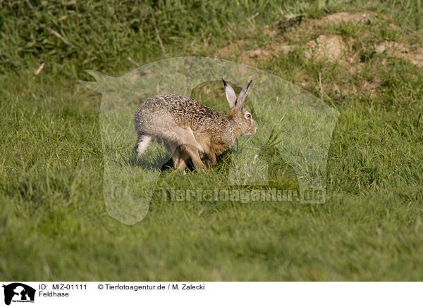 Feldhase / hare rabbit / MIZ-01111