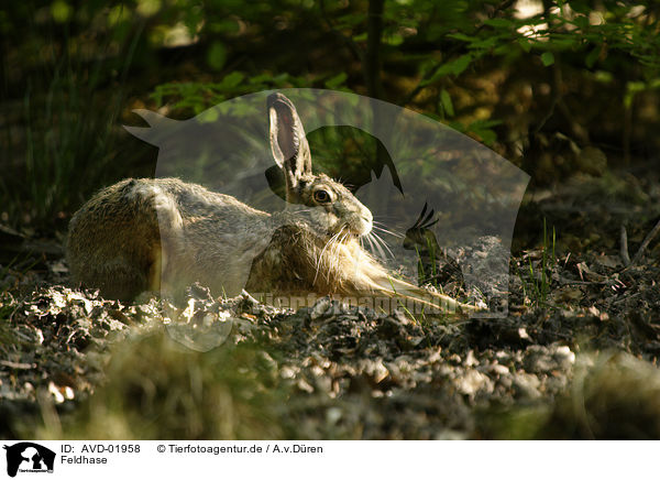 Feldhase / brown hare / AVD-01958